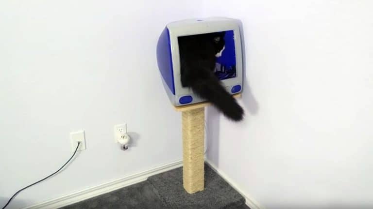 for mac instal Cat Condo